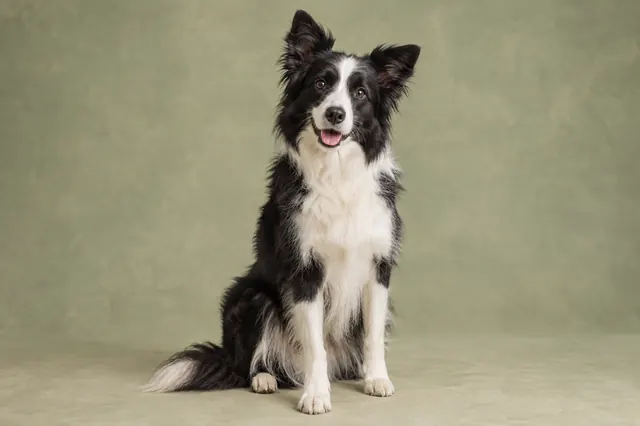 Border Collie görünümünü temsil eden siyah beyaz köpek; yapay zekâ üretimi temsili görsel