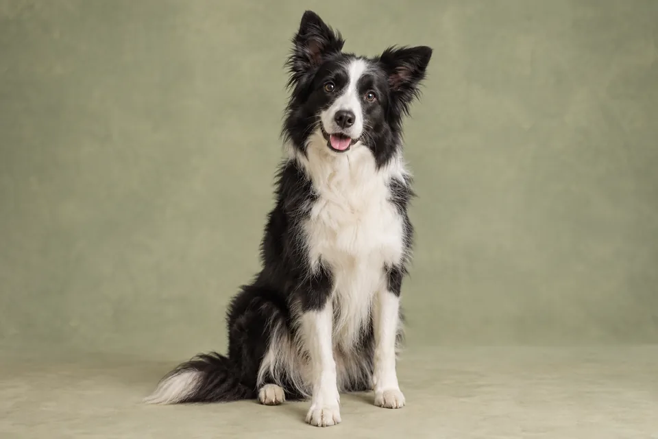 Border Collie görünümünü temsil eden siyah beyaz köpek; yapay zekâ üretimi temsili görsel