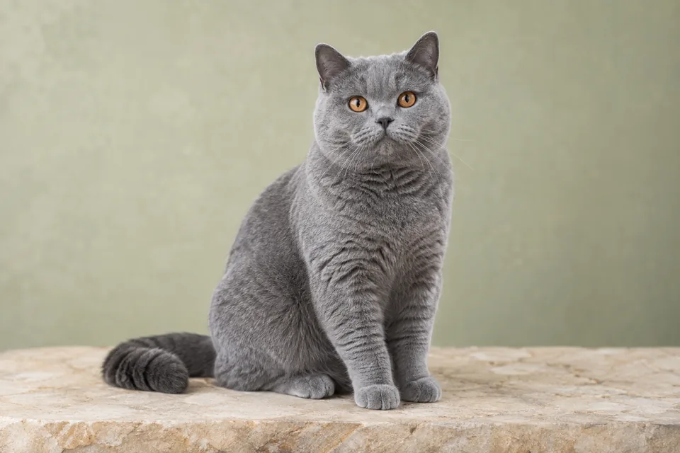 British Shorthair görünümünü temsil eden gri kedi; yapay zekâ üretimi temsili görsel