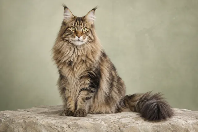 Maine Coon görünümünü temsil eden uzun tüylü tekir kedi; yapay zekâ üretimi temsili görsel